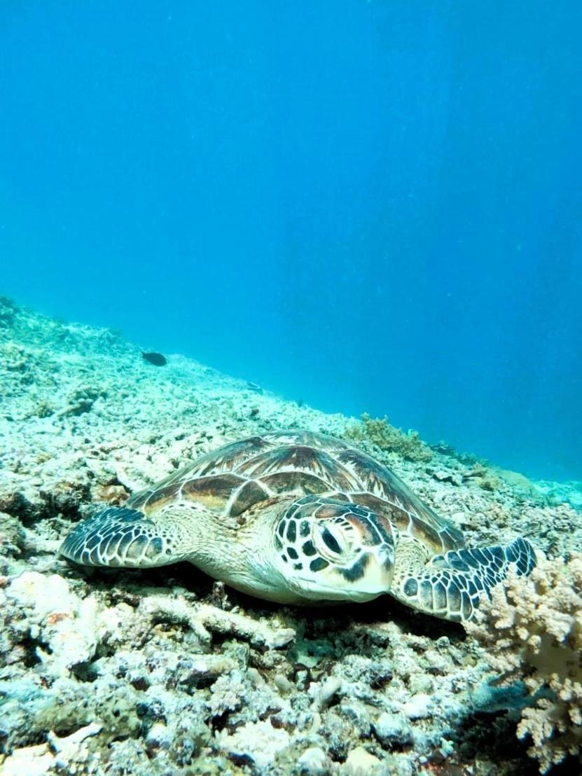 Gili Mesari Cottages&Homestay Gili Trawangan Esterno foto