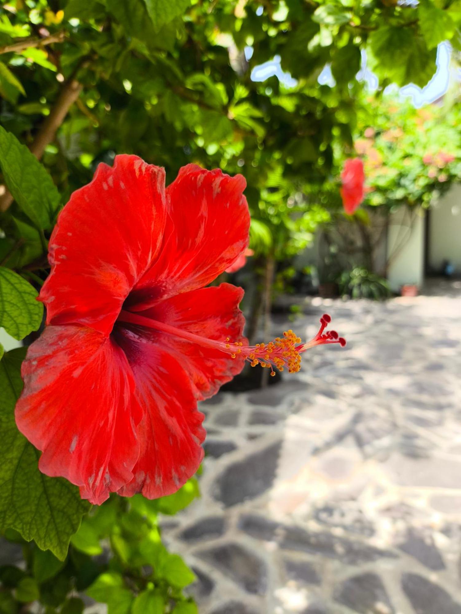 Gili Mesari Cottages&Homestay Gili Trawangan Esterno foto